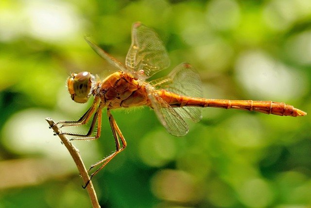 mosquito hawk